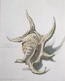 Lambris chiragra, spider conch