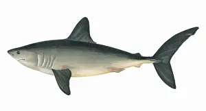 Shark Prints: Lamna nasus, or Porbeagle