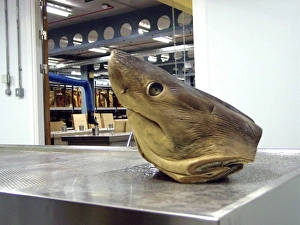 Elasmobranch Collection: Lamna nasus, porbeagle shark