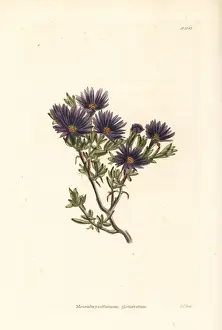 Mesembryanthemum Prints: Lampranthus glomeratus