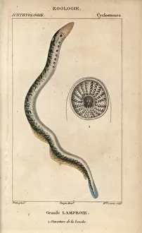 Hippolyte Prints: Lamprey, Petromyzon marinus