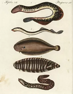 Lamprey Gallery: Lampreys, sole, sea zebra and eel