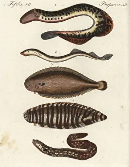 Zebra Gallery: Lampreys, sole, sea zebra and eel