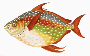 Lampris guttatus, or Opah