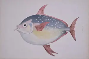 Lampris guttatus, opah