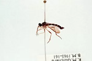 Larvae Collection: Lampromyia sp. fly