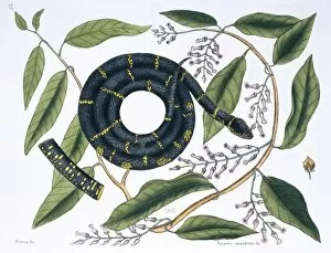 Caenophidia Gallery: Lampropeltis getulus, chain snake