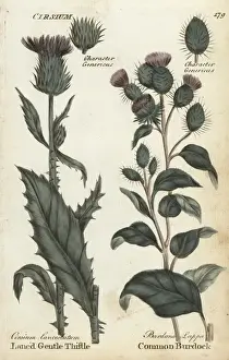 Lanc d gentle thistle, Cirsium vulgare