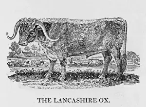 Suited Prints: Lancashire Longhorn Ox