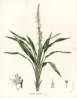 Lance dracaena orchid, Dracaena aubryana
