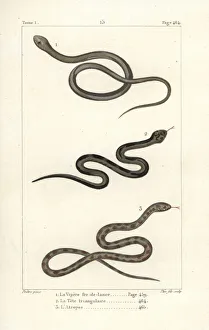 Adder Gallery: Lancehead viper, Ceylon pit viper and berg adder