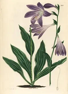 Plantain Prints: Lanceleaf plantain lily, Hosta lancifolia