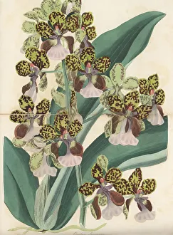 Magazine Of Botany Prints: Lance's trichocentrum, Trichocentrum lanceanum