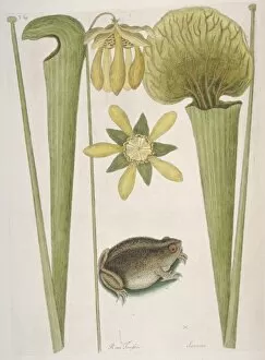 Mark Catesby Collection: Land Frog