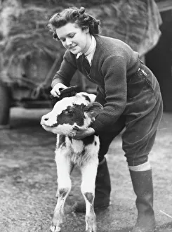 <b class=qtipBold><figcaption>Land Girls WWII</figcaption></b><br>A Land Girl working brushing a calf on a farm during World War II<br><em>© Mary Evans/Robert Hunt Collectio</em> Land Girls WWII