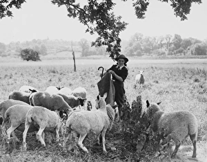 <b class=qtipBold><figcaption>Land Girls WWII</figcaption></b><br>A Land Girl, Rosa Hawes, working as a shepheress with a flock of 500 sheep near Maldon during World War II<br><em>© Mary Evans/Robert Hunt Collectio</em> Land Girls WWII