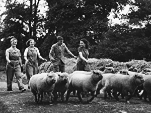 <b class=qtipBold><figcaption>Land Girls WWII</figcaption></b><br>Land Girls, Katherine Byford (Pay Clerk), Marie Levy (Saleswoman) and Colette Boivin (Tailoress), training to work with sheep on a farm with Fred Pick their instructor during World War II<br><em>© Mary Evans/Robert Hunt Collectio</em> Land Girls WWII
