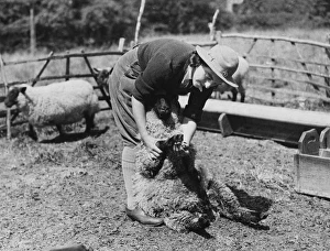 <b class=qtipBold><figcaption>Land Girls WWII</figcaption></b><br>Land Girl, Rosa Hawes, working with one of her flock of 500 sheep on a farm in Maldon during World War II<br><em>© Mary Evans Picture Library 2015 - https://copyrighthub.org/s0/hub1/creation/maryevans/MaryEvansPictureID/10282893</em> Land Girls WWII