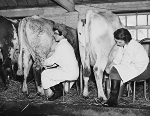 <b class=qtipBold><figcaption>Land Girls WWII</figcaption></b><br>Land Girls milking cows at a dairy farm in Hartley, Kent during World War II<br><em>© Mary Evans/Robert Hunt Collectio</em> Land Girls WWII
