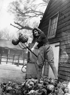 <b class=qtipBold><figcaption>Land Girls WWII</figcaption></b><br>A Land Girl, Joan Coleman, who used to be a city typist, with a forkful of Mangold Wurtzels working on a farm during World War II<br><em>© Mary Evans/Robert Hunt Collectio</em> Land Girls WWII
