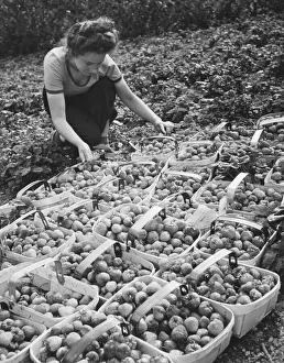 <b class=qtipBold><figcaption>Land Girls WWII</figcaption></b><br>A Land Girl working picking strawberries on a farm during World War II<br><em>© Mary Evans/Robert Hunt Collectio</em> Land Girls WWII