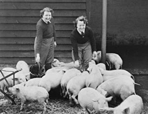 <b class=qtipBold><figcaption>Land Girls WWII</figcaption></b><br>Land Girls working feeding pigs on a farm during World War II<br><em>© Mary Evans/Robert Hunt Collectio</em> Land Girls WWII