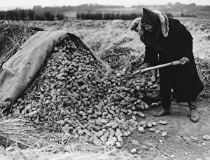 <b class=qtipBold><figcaption>Land Girls WWII</figcaption></b><br>Land girls working gathering seed potatoes on a farm during World War II<br><em>© Mary Evans/Robert Hunt Collectio</em> Land Girls WWII
