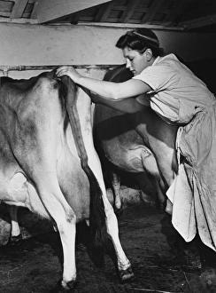 <b class=qtipBold><figcaption>Land Girls WWII</figcaption></b><br>Land Girl Phyllis Rosford, formerly a Dolcis shoe shop assistant, cleans the cows at a dairy farm prior to milking during World War II<br><em>© Mary Evans/Robert Hunt Collectio</em> Land Girls WWII