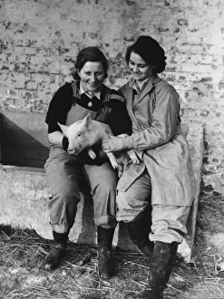 <b class=qtipBold><figcaption>Land Girls WWII</figcaption></b><br>Land Girls holding a pig on a farm during World War II<br><em>© Mary Evans/Robert Hunt Collectio</em> Land Girls WWII