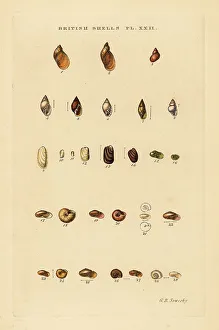 Gastropod Prints: Land slugs and sea snails, Succinea, Limax, etc