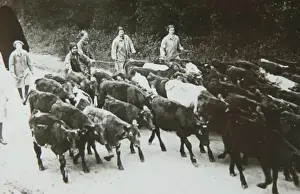 Land Girls Prints: Landgirls leading cattle to market