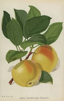 Florist Gallery: Landsberger Reinette apple variety, Malus domestica