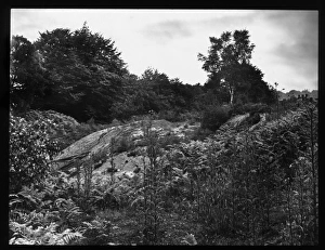 Landscape with rocks, ferns and trees