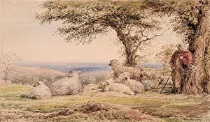 Landscape with Sheep