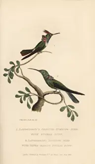 Crested Prints: Langsdorffs hummingbirds