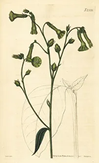 Seeds Prints: Langsdorff's tobacco, Nicotiana langsdorffii