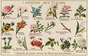 The Language of Flowers