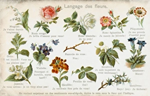 Language of Flowers Card