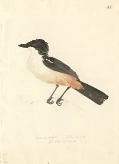 Laniarius ferrugineus, southern boubou