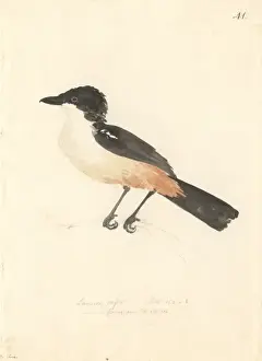 Bushshrike Prints: Laniarius ferrugineus, southern boubou