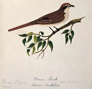 Margaret Bushby Lascelles Collection: Lanius cristatus, brown shrike