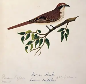 Brow Prints: Lanius cristatus, brown shrike