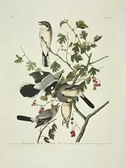 Apiaceae Gallery: Lanius excubitor, great grey shrike