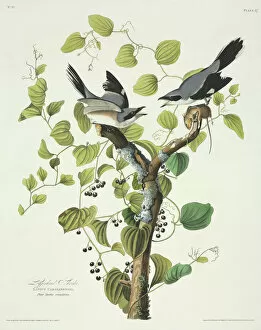 Aquatint Gallery: Lanius ludovicianus, loggerhead shrike
