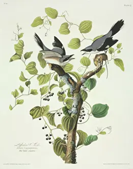 Loggerhead Prints: Lanius ludovicianus, loggerhead shrike