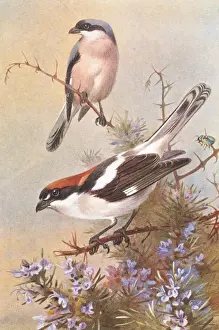 Archibald Prints: Lanius minor, lesser grey shrike, Lanius senator, woodchat s
