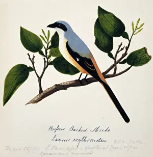 Lanius Prints: Lanius schach erythronotus, long-tailed shrike