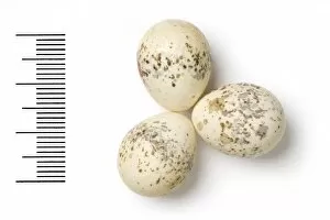 Eggshell Gallery: Lanius vittatus, bay-backed shrike