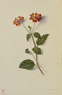 Images Dated 10th April 2013: Lantana camara by Adeline Frances Mary Duppa