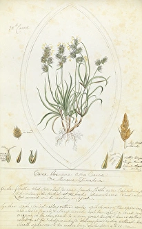 Women Artists Collection: Lantana camara by Adeline Frances Mary Duppa
